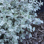 Helichrysum Silver